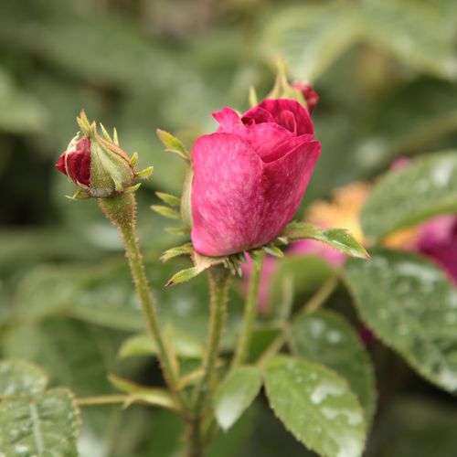 Rosa  Alain Blanchard - różowy  - Róże pienne - z kwiatami hybrydowo herbacianymi - korona krzaczasta
